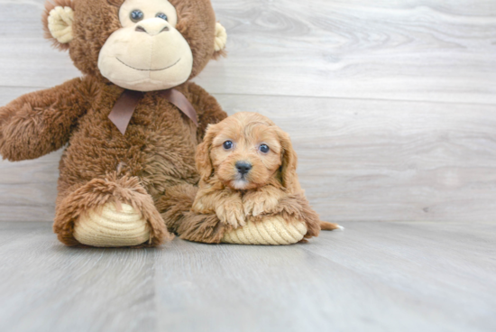 Popular Cavapoo Poodle Mix Pup