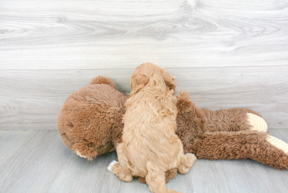 Funny Cavapoo Poodle Mix Pup