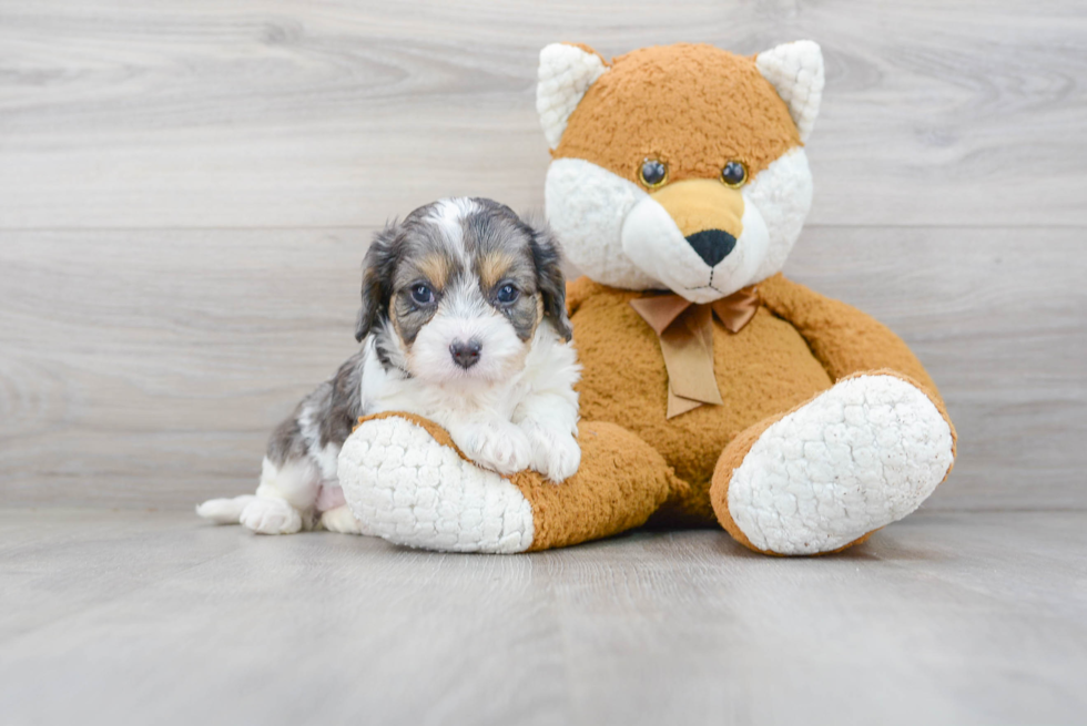 Hypoallergenic Cavoodle Poodle Mix Puppy