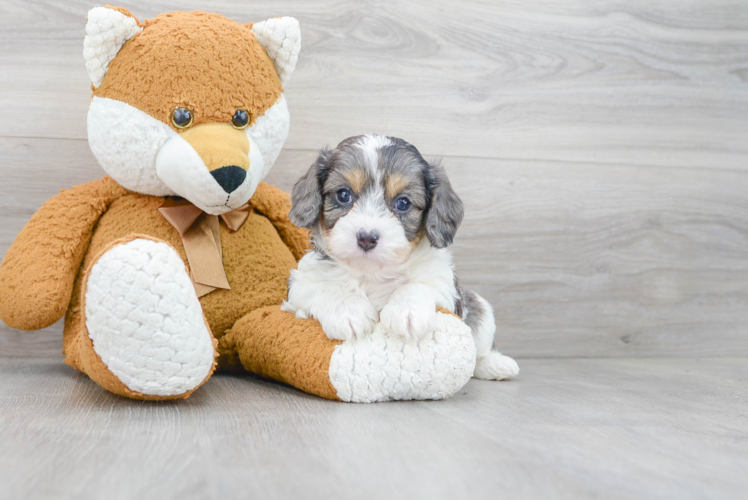 Playful Cavoodle Poodle Mix Puppy