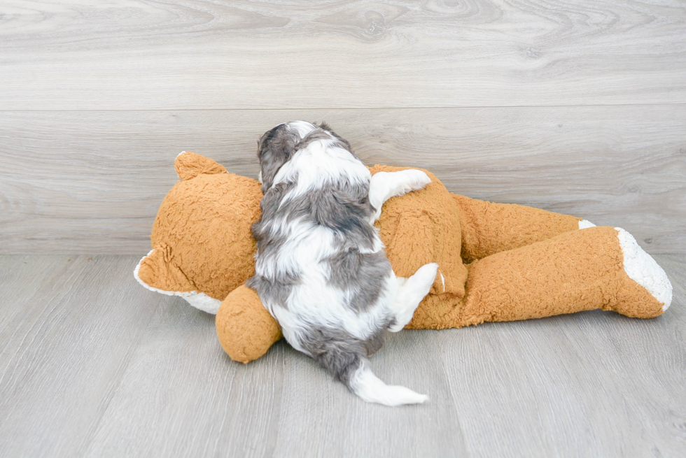 Cavapoo Pup Being Cute