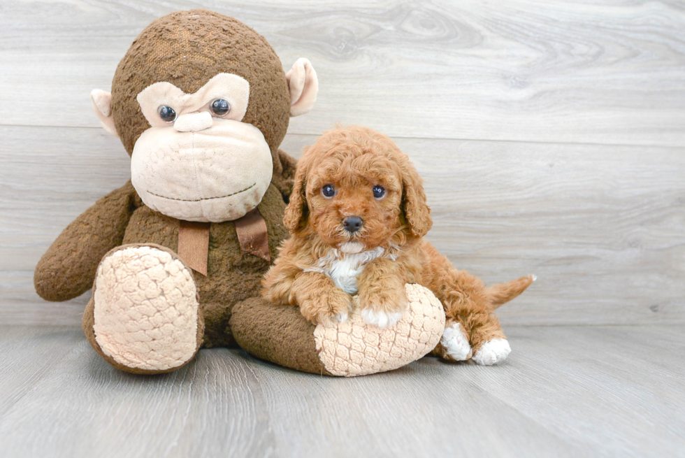 Best Cavapoo Baby