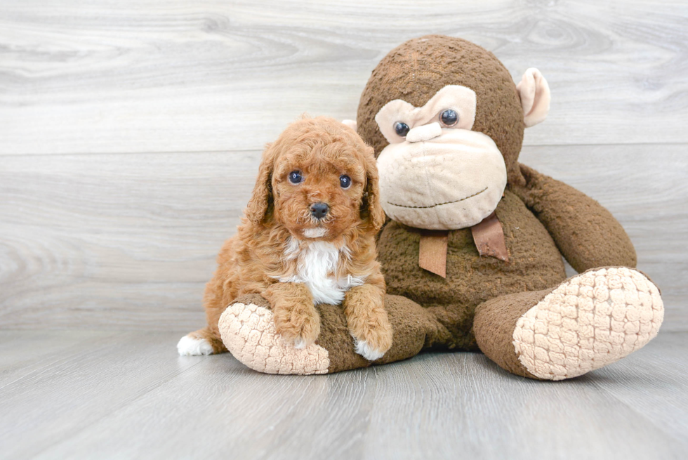 Cavapoo Pup Being Cute