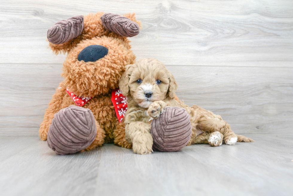 Popular Cavapoo Poodle Mix Pup