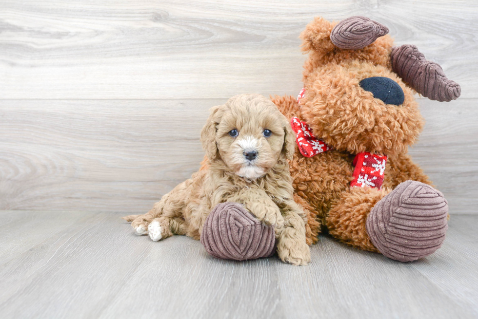 Cavapoo Puppy for Adoption