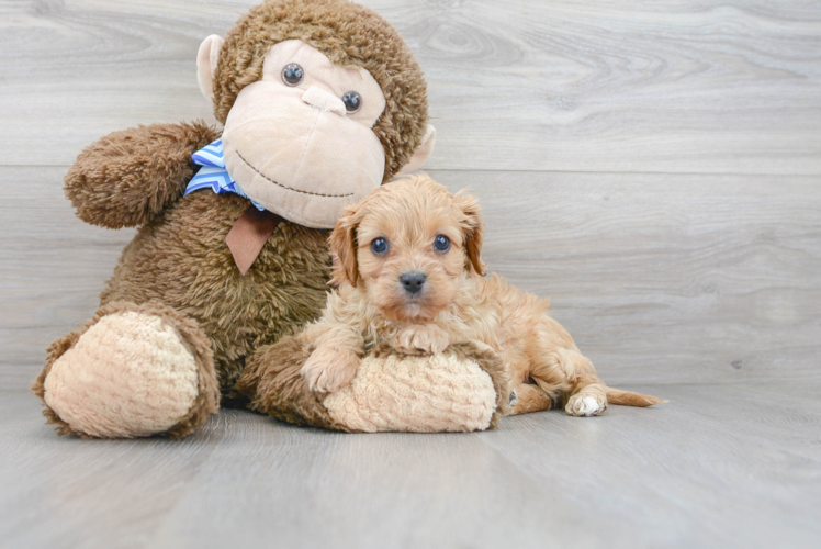 Cavapoo Pup Being Cute