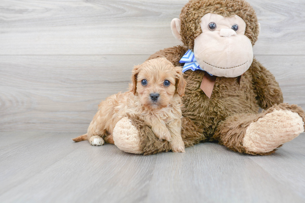 Cavapoo Puppy for Adoption