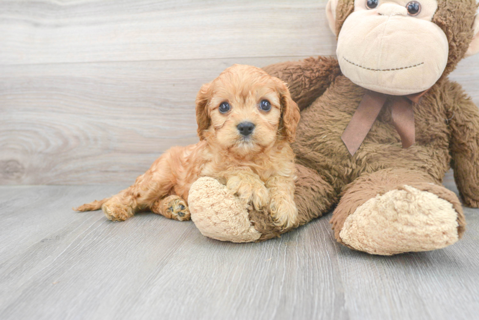 Best Cavapoo Baby