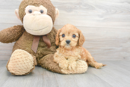 Best Cavapoo Baby