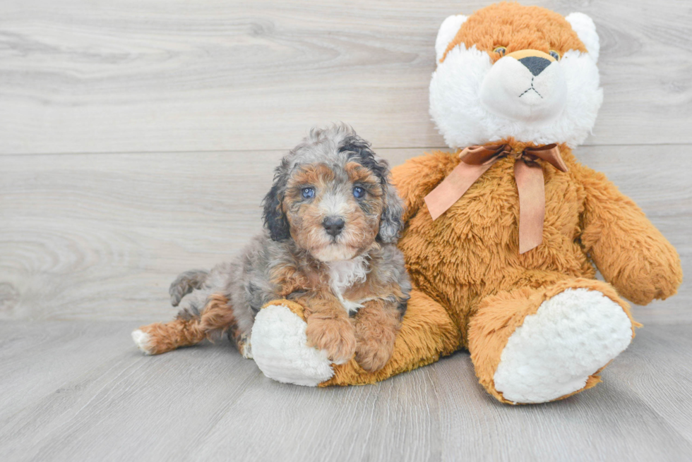 Cavapoo Puppy for Adoption