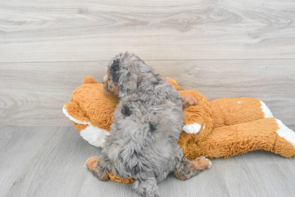 Funny Cavapoo Poodle Mix Pup