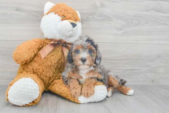 Adorable Cavoodle Poodle Mix Puppy