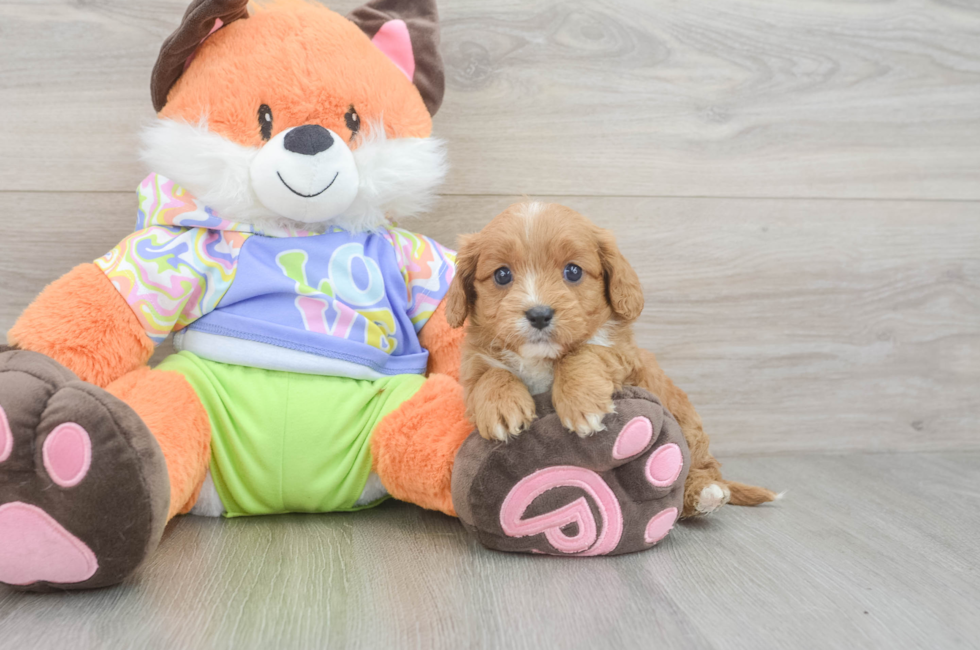 6 week old Cavapoo Puppy For Sale - Premier Pups