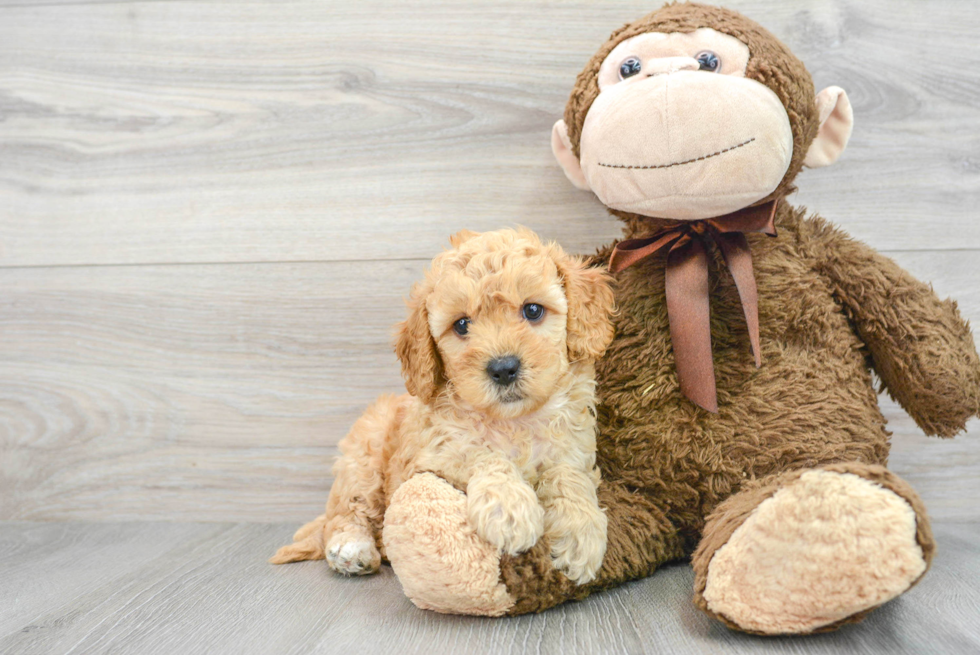 Friendly Cavapoo Baby