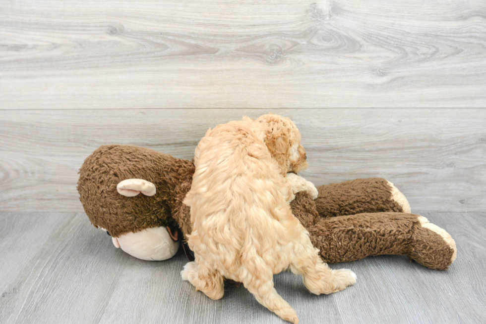 Playful Cavoodle Poodle Mix Puppy