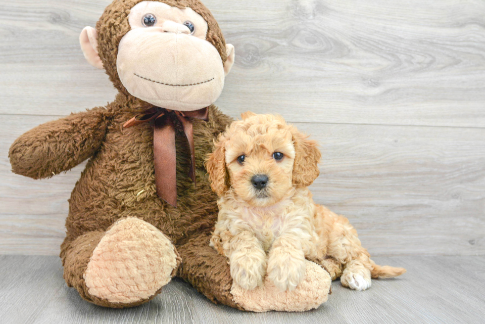 Adorable Cavoodle Poodle Mix Puppy