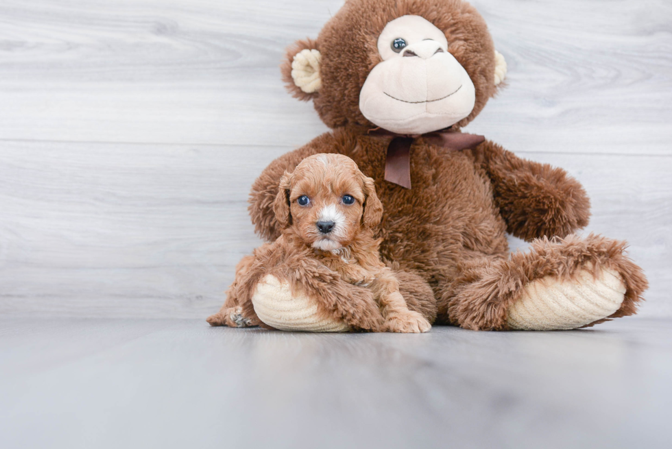 Funny Cavapoo Poodle Mix Pup