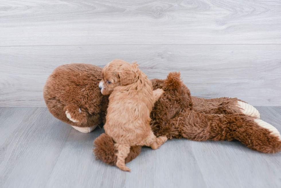 Adorable Cavoodle Poodle Mix Puppy