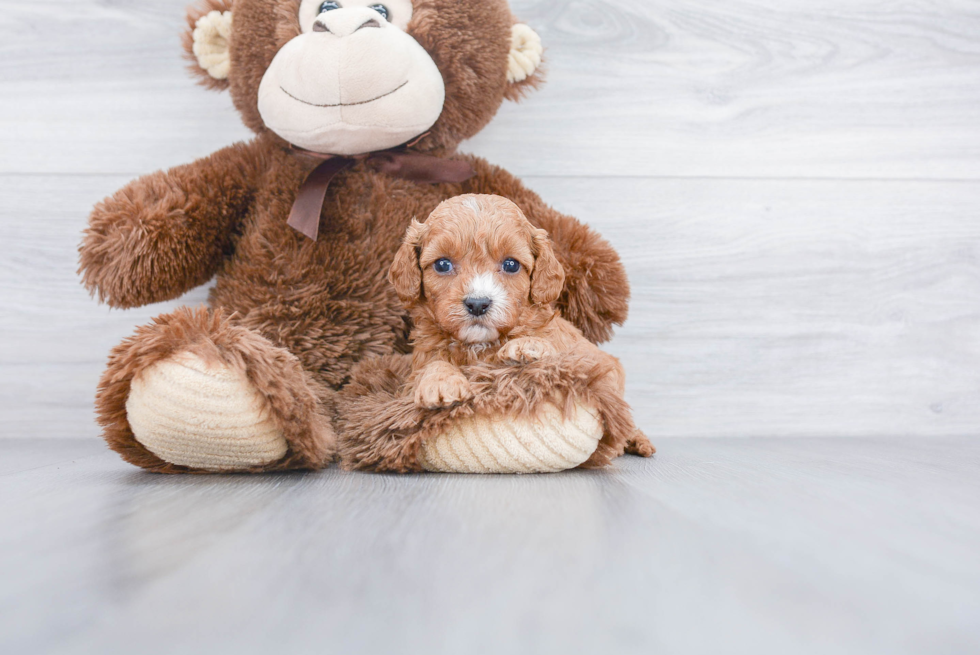 Little Cavoodle Poodle Mix Puppy