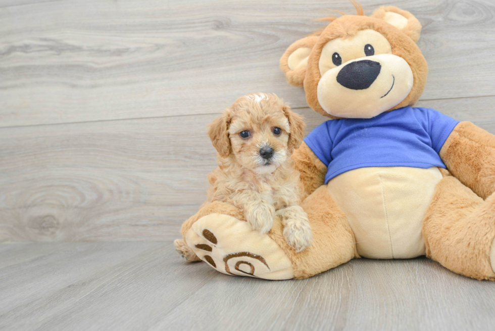 Popular Cavapoo Poodle Mix Pup