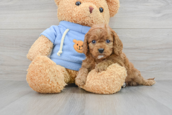 Cavapoo Pup Being Cute