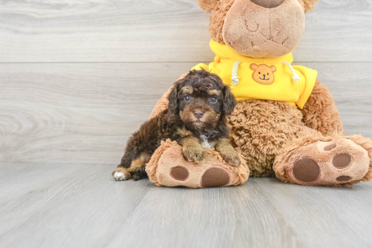 Sweet Cavapoo Baby