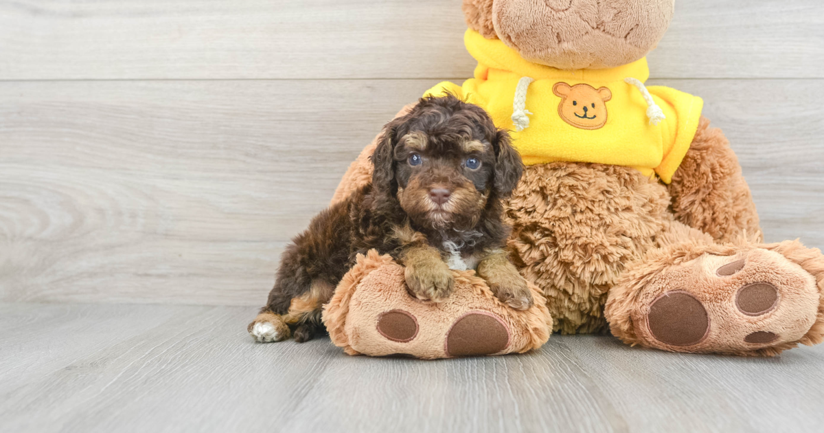 Fluffy Cavapoo Olive: 4lb 2oz Doodle Puppy