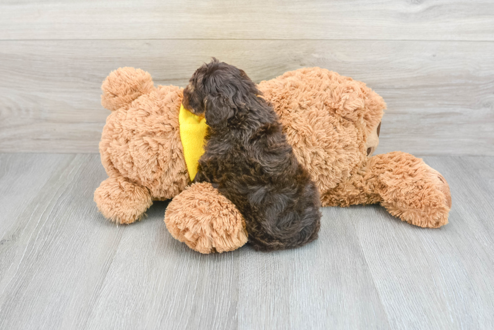 Little Cavoodle Poodle Mix Puppy