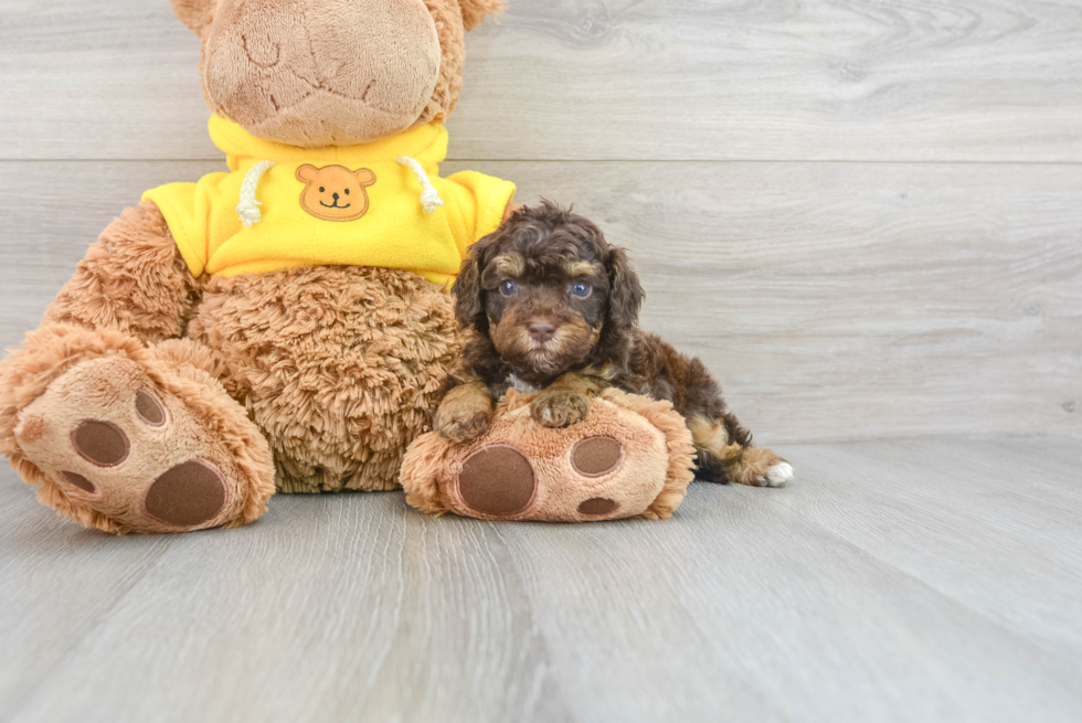 Cavapoo Puppy for Adoption