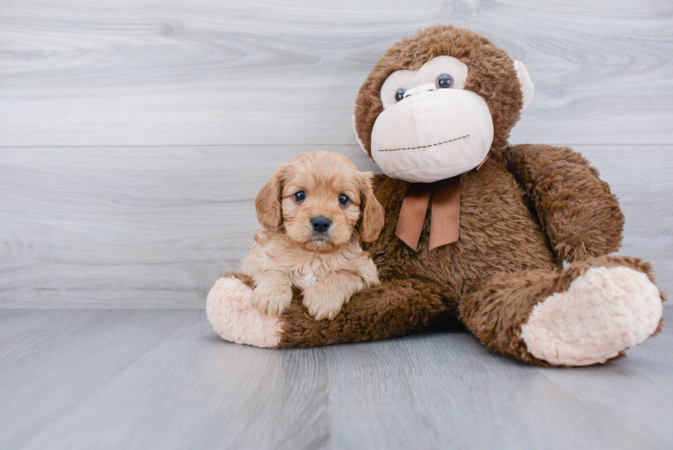 Best Cavapoo Baby