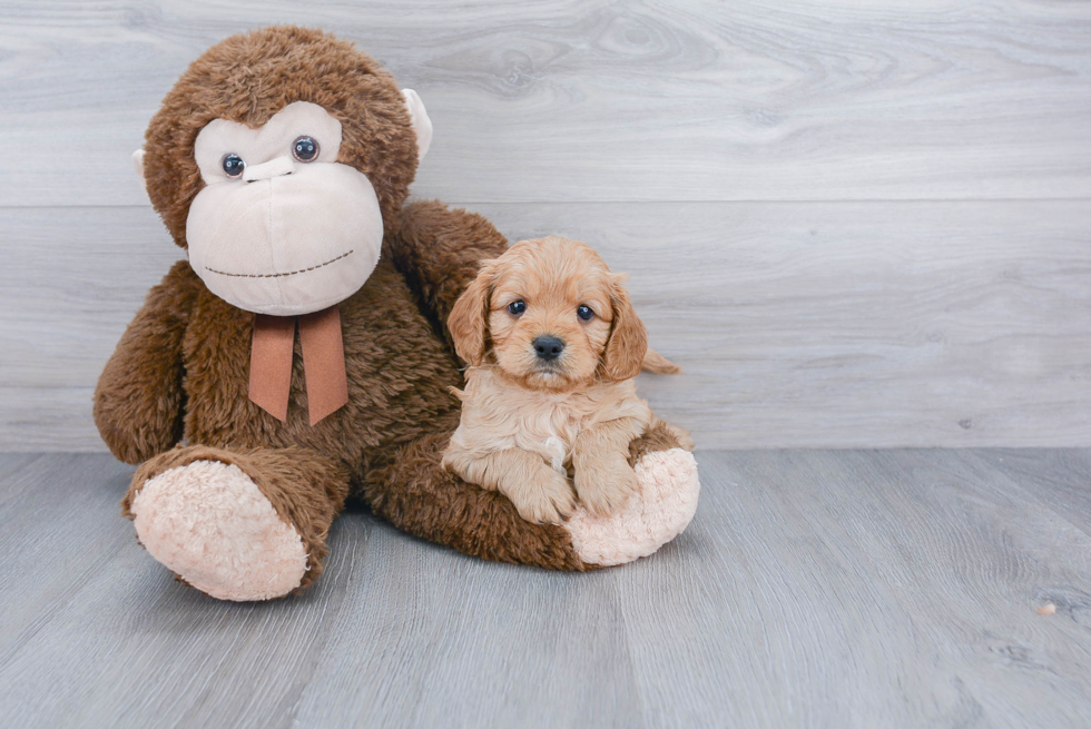 Cavapoo Pup Being Cute