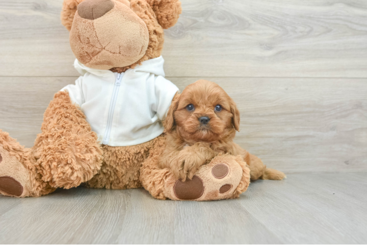 Cavapoo Pup Being Cute
