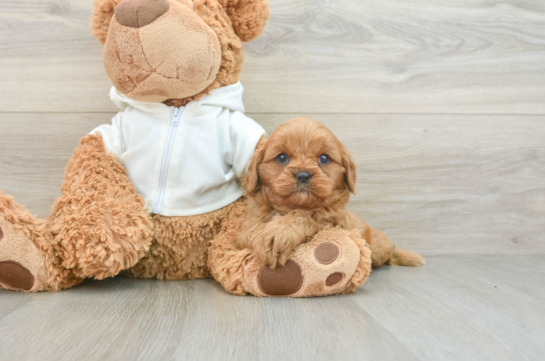 Cavapoo Pup Being Cute