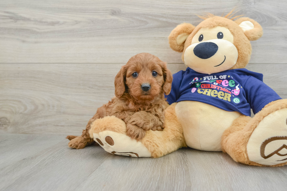 Cavapoo Pup Being Cute