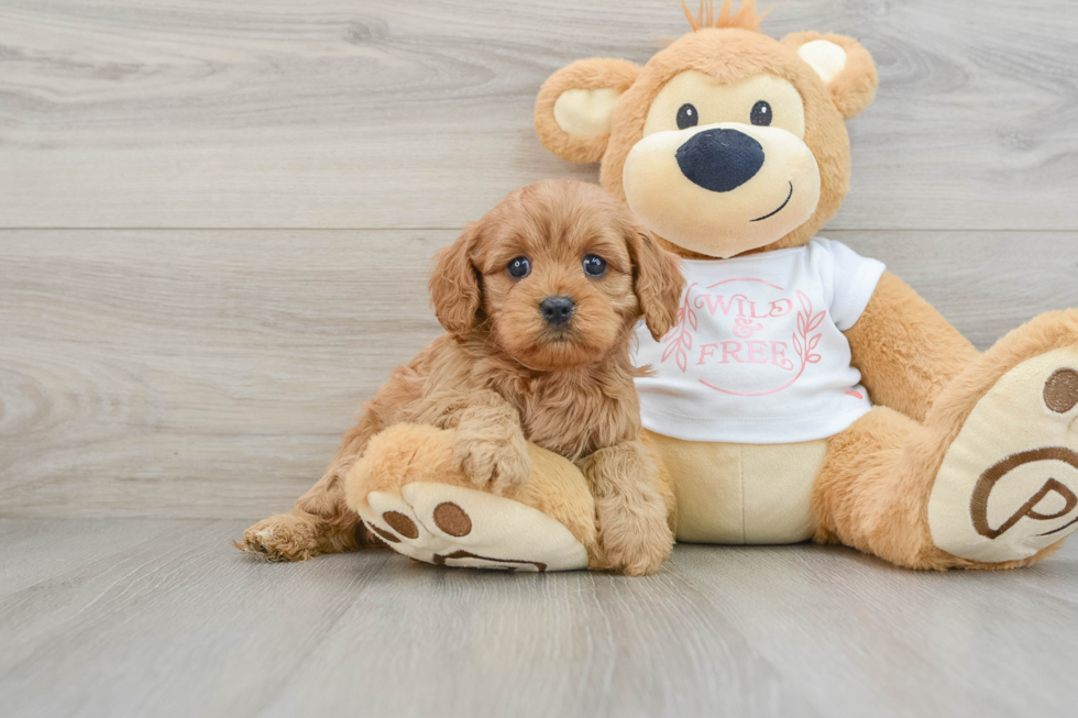 Happy Cavapoo Baby