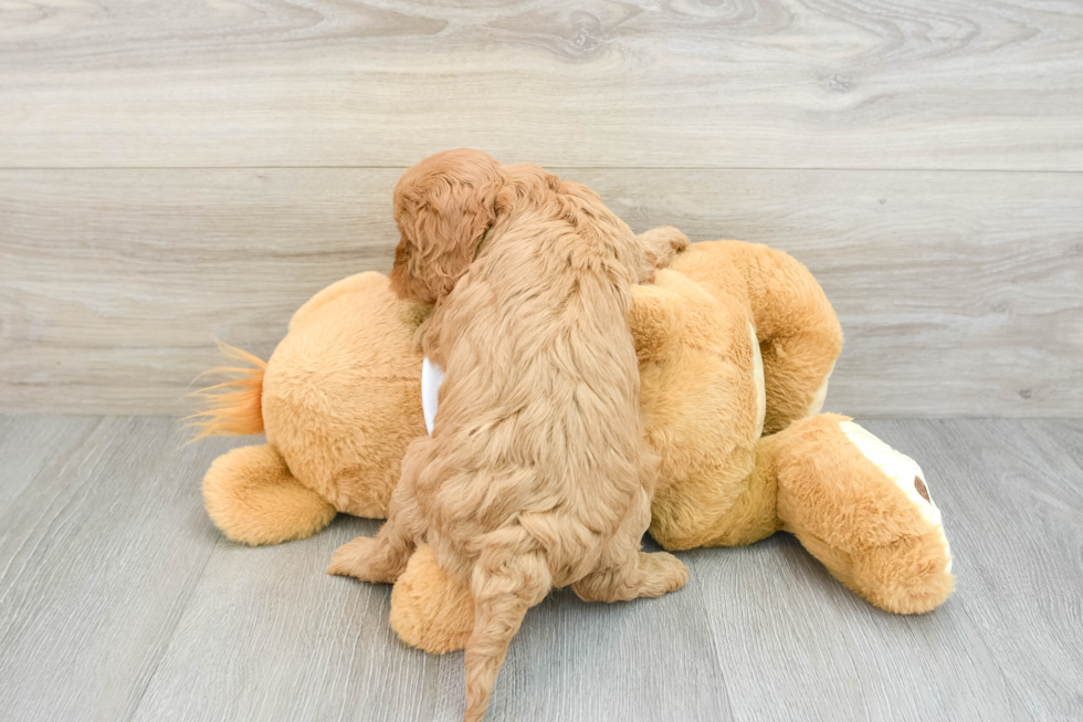 Little Cavipoo Poodle Mix Puppy