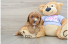 Cavapoo Puppy for Adoption