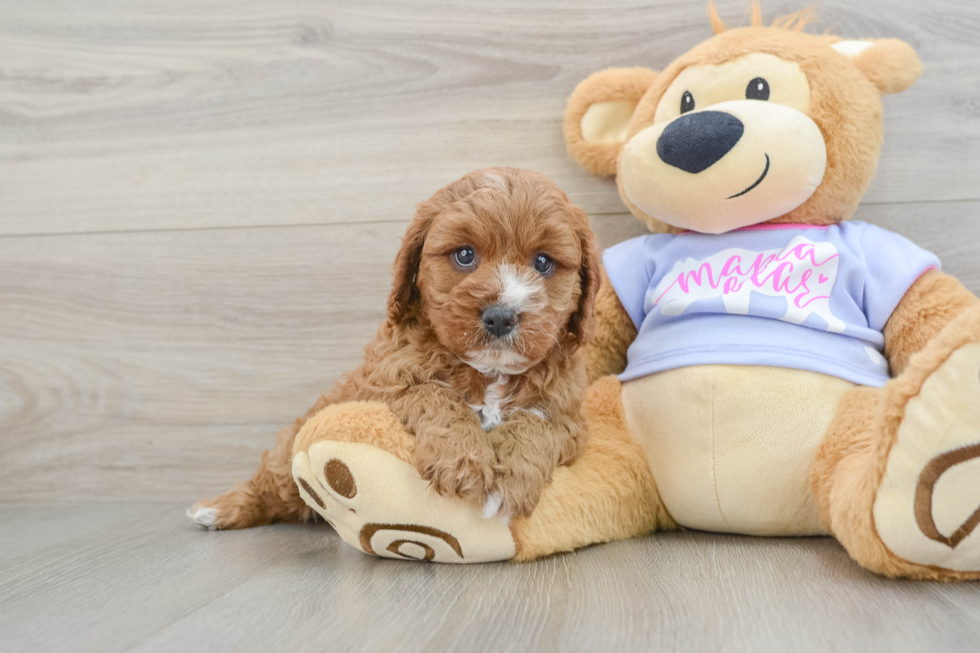 Cavapoo Puppy for Adoption