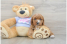 Adorable Cavalier King Charles Spaniel and Poodle Mix Poodle Mix Puppy