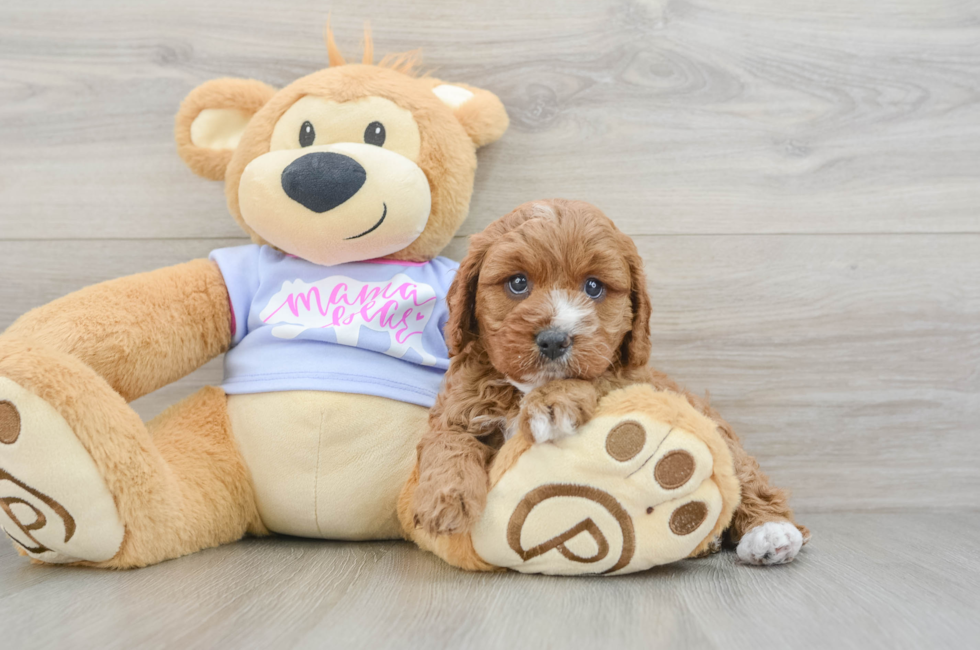 5 week old Cavapoo Puppy For Sale - Premier Pups