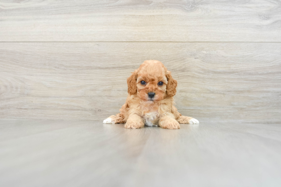 Friendly Cavapoo Baby
