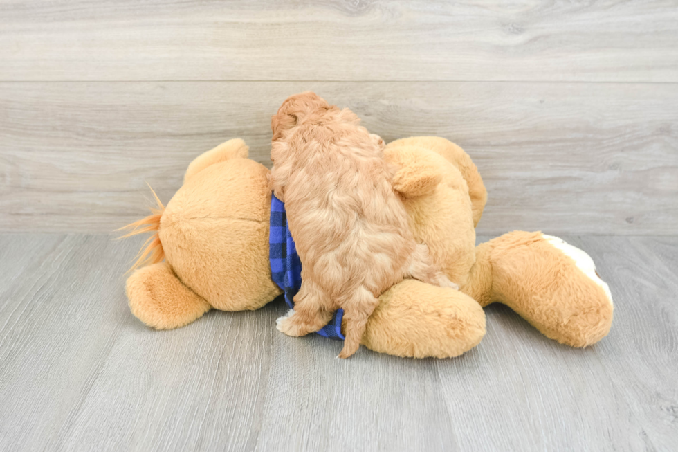 Cavapoo Puppy for Adoption
