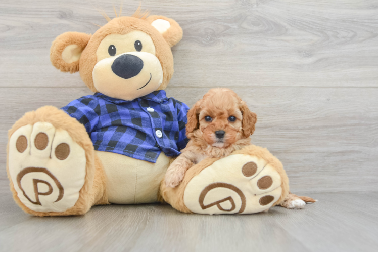 Cute Cavapoo Baby