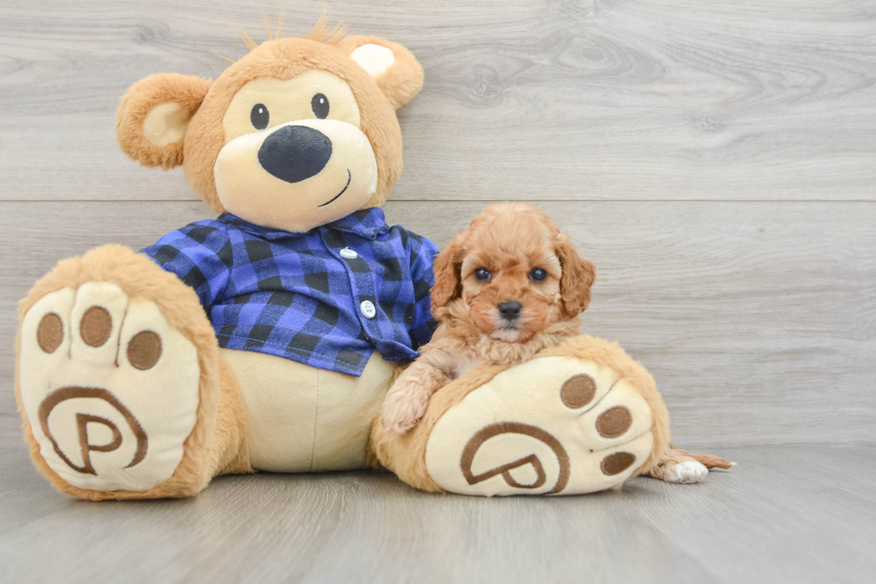 Cute Cavapoo Baby