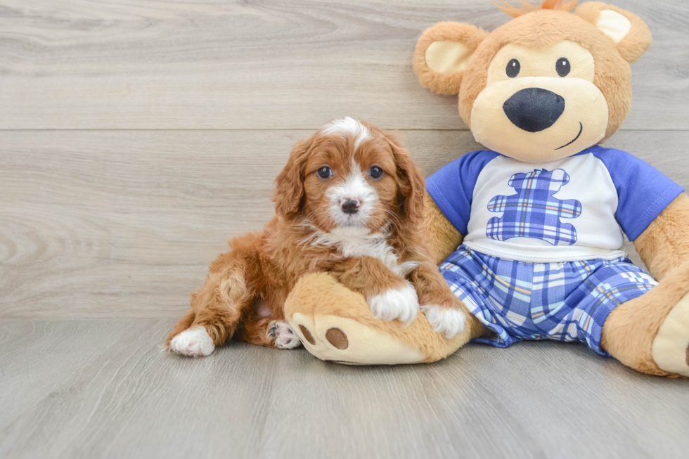 Popular Cavapoo Poodle Mix Pup