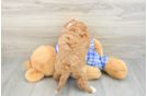 Best Cavapoo Baby