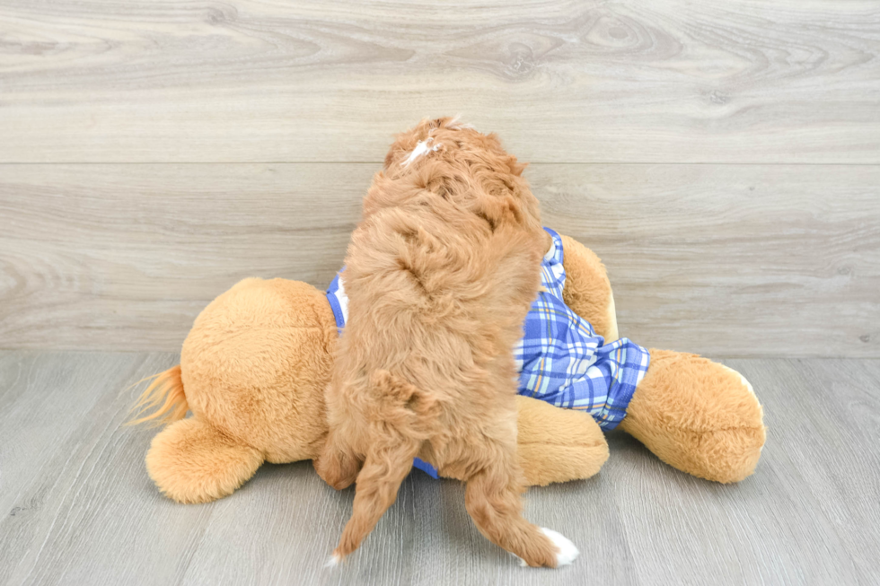 Best Cavapoo Baby