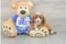 Friendly Cavapoo Baby