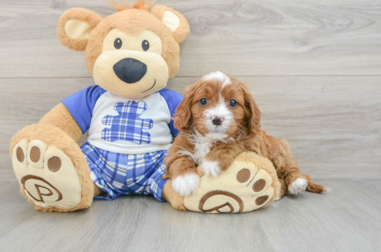 Friendly Cavapoo Baby