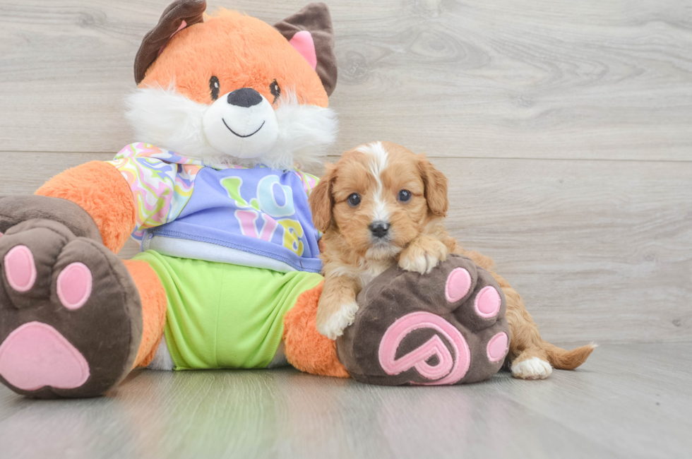 6 week old Cavapoo Puppy For Sale - Premier Pups